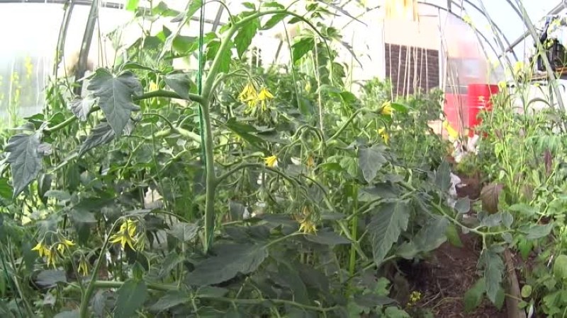 que alimentar a los tomates durante la floración