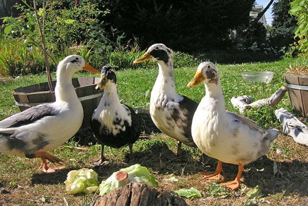 Además del grano, los patos consumen mucha hierba.