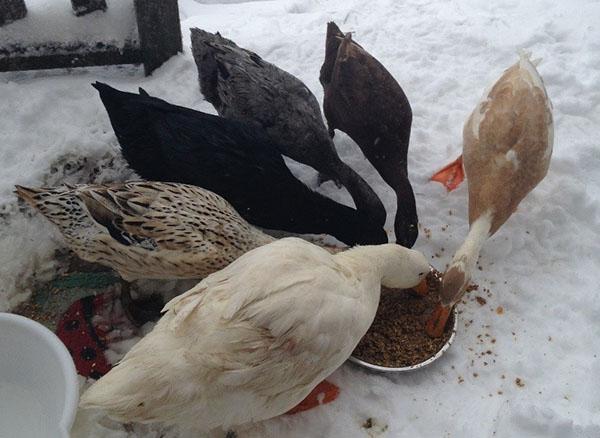 Alimentando patos en invierno
