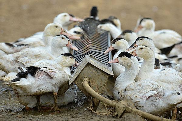 Alimentando patos