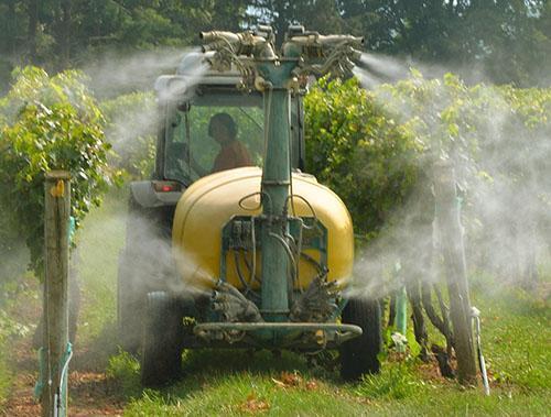 Lucha contra las enfermedades de la uva