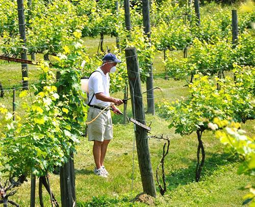 Traitement manuel des raisins avec des fongicides