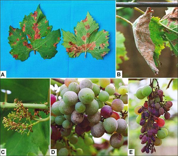 El moho afecta a todas las partes del arbusto de la uva.