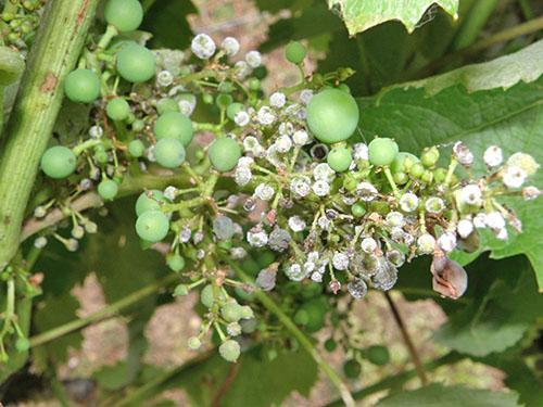 Dommages aux inflorescences et aux ovaires