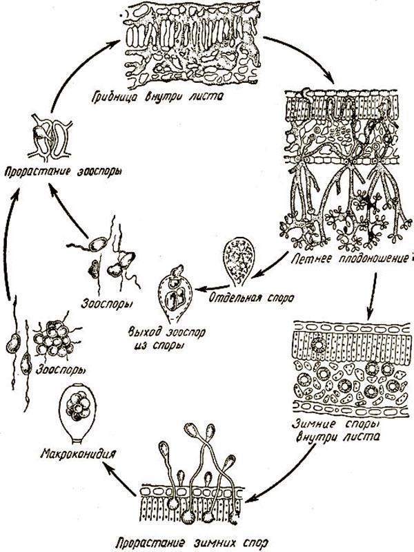 Le cercle d'infection de la plante par le champignon