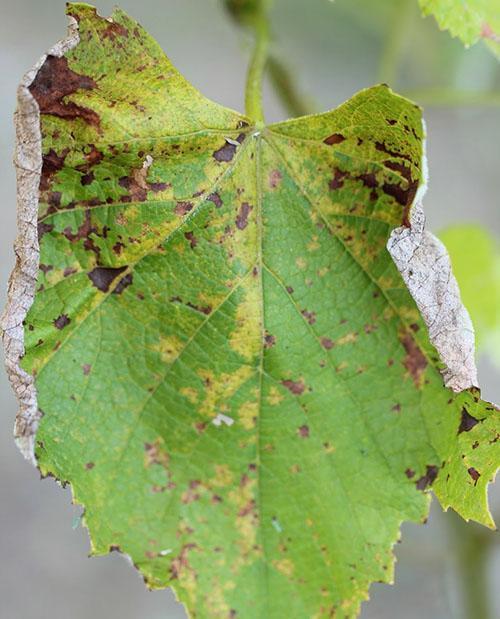 Hoja enferma de moho