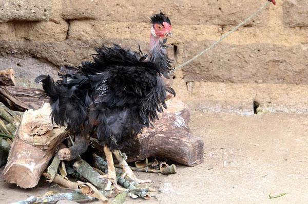 El pájaro resopla de un resfriado