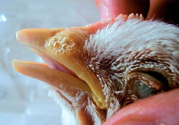 La secreción nasal en los pollos se transmite a otras personas con apiñamiento severo.