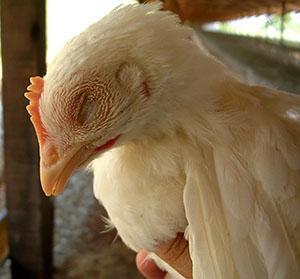 El pollo de engorde está enfermo