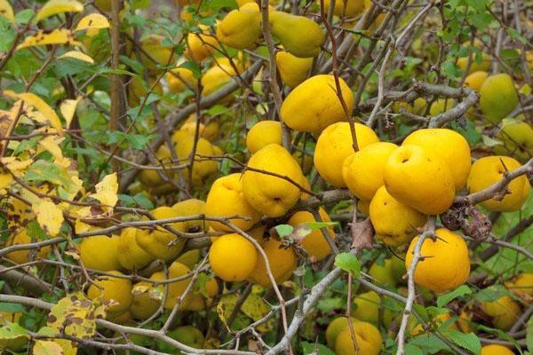 Fruit de coing japonais