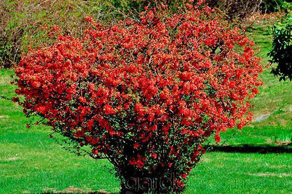 Coing japonais dans le jardin