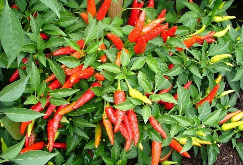 poivre de Cayenne