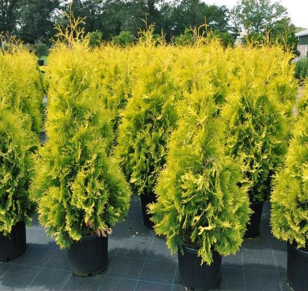 plántulas de thuja cinta amarilla