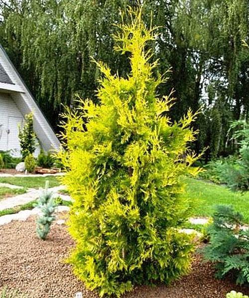 cinta amarilla de thuja de aterrizaje único