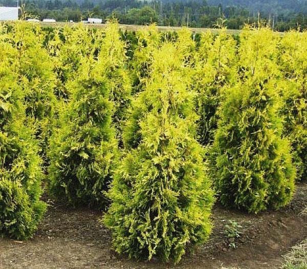 creciente thuja Yellow Ribbon en el vivero