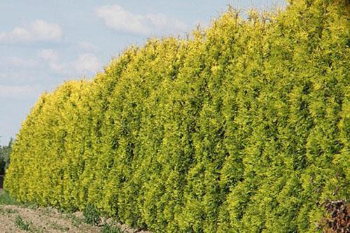 Seto de Thuja Yellow Ribbon