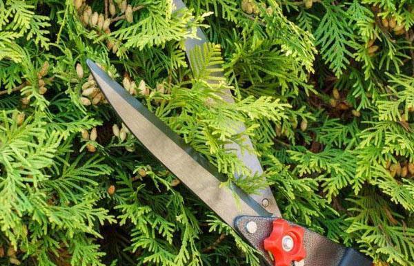 poda thuja cinta amarilla