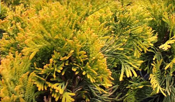 Thuja agujas cinta amarilla
