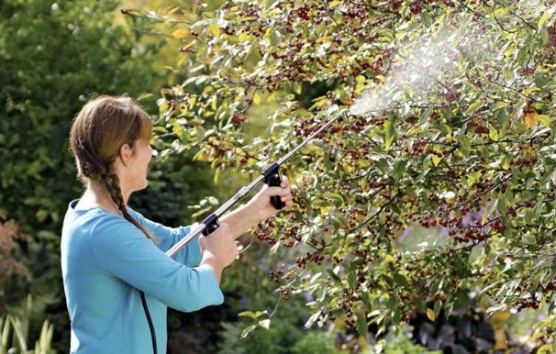 cómo tratar las cerezas para la moniliosis