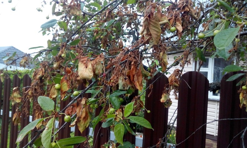 quemadura de cereza monilial