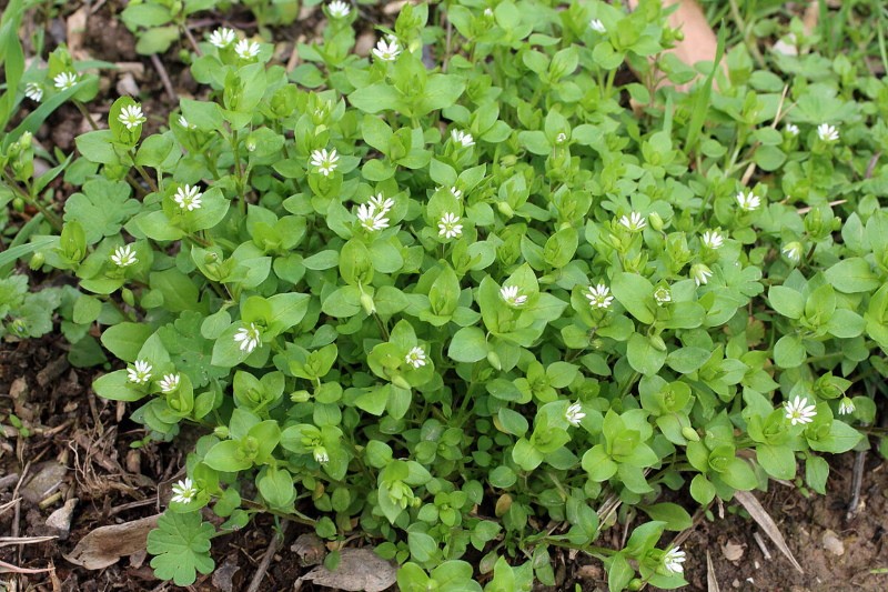 poux d'étoile ou de bois