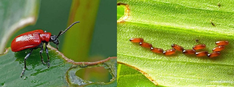 dommages causés par les coléoptères rouges
