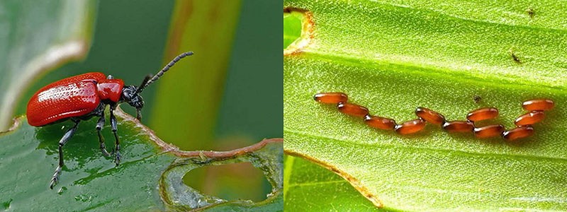 daño de los escarabajos rojos