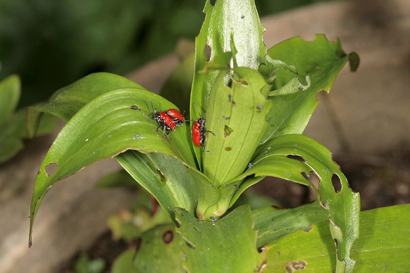 dommages aux plantes