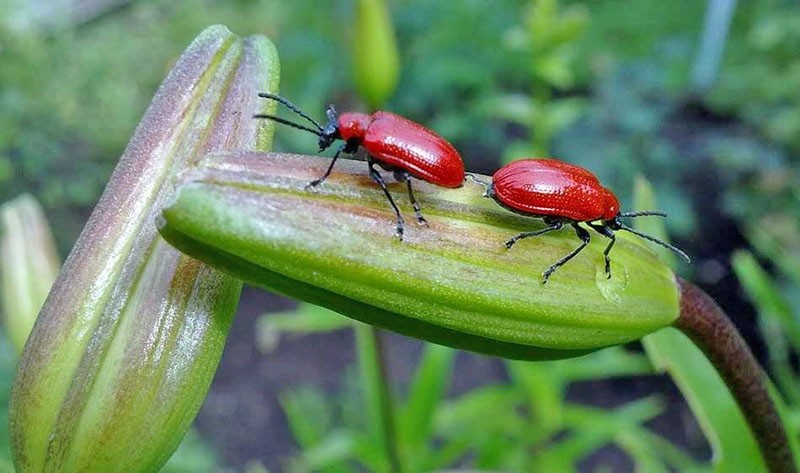 comment lutter contre les scarabées rouges