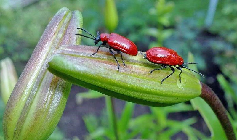 cómo lidiar con los escarabajos rojos