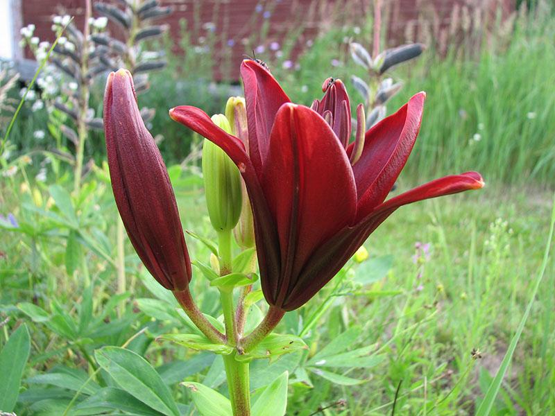 coléoptères rouges sur les lis