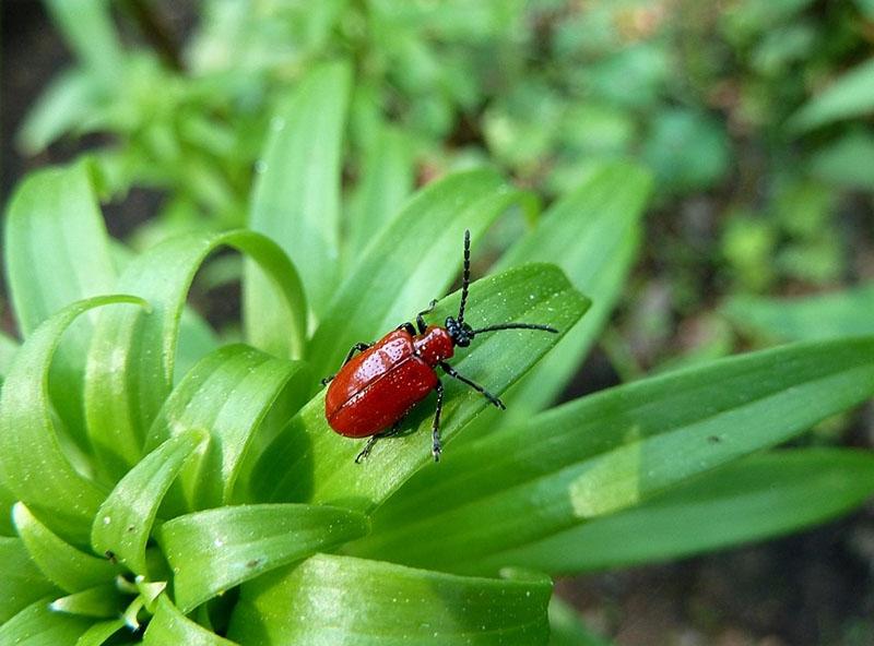 Se pueden recolectar escarabajos rojos en lirios.