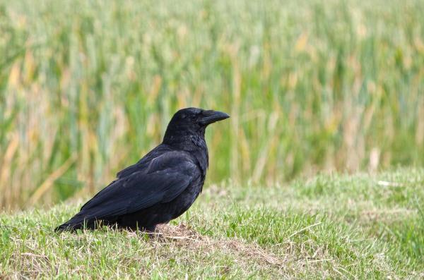 chasse au corbeau