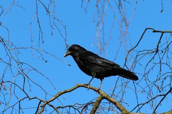 corbeau de jardin