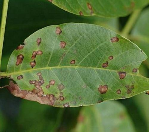 bacteriosis de nueces