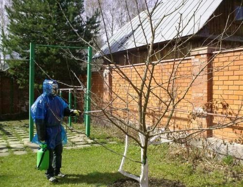 cómo rociar una nuez en primavera