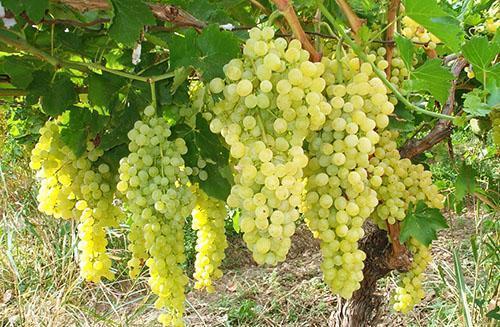 Respect des techniques agricoles de culture de la vigne