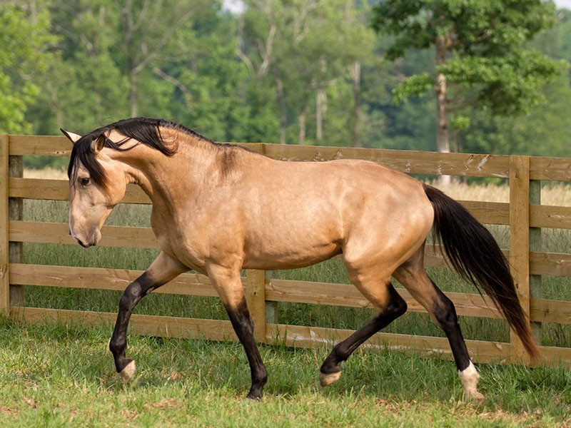 un cheval brun pour les nobles et les riches