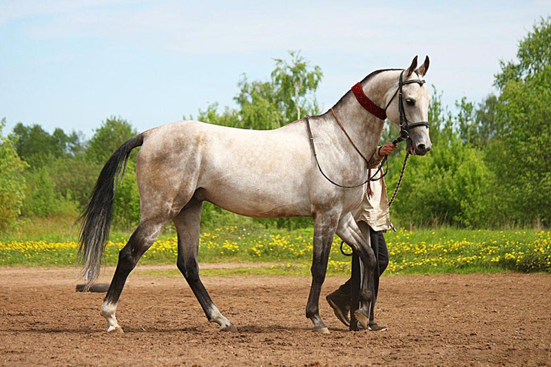 ombrage gris argenté