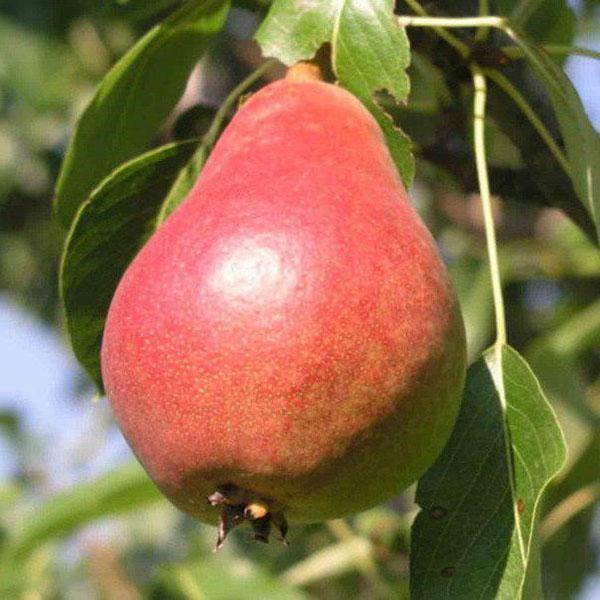 poire mûre