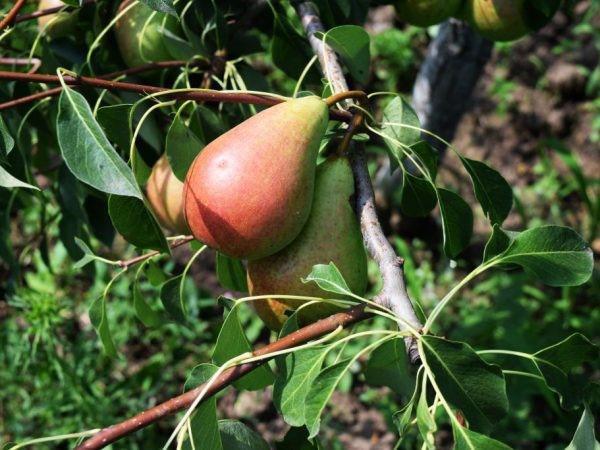 variedad de alto rendimiento