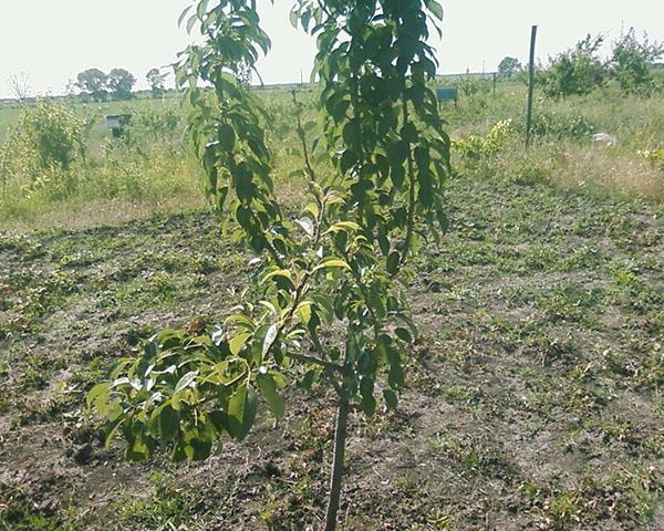 site de plantation de poires