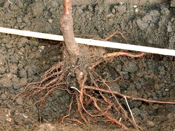 planter un semis sur un site