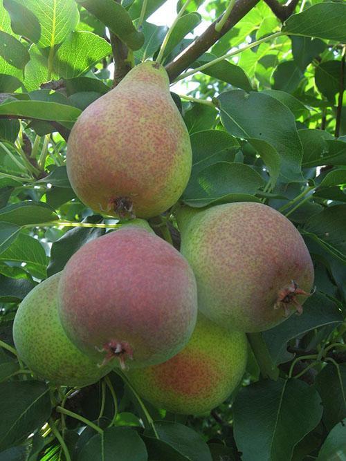 Poire Kokinskaya