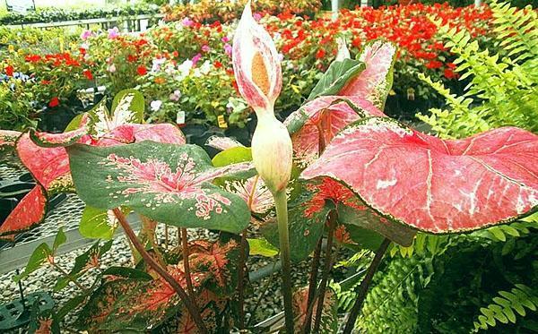 Fleurs de caladium