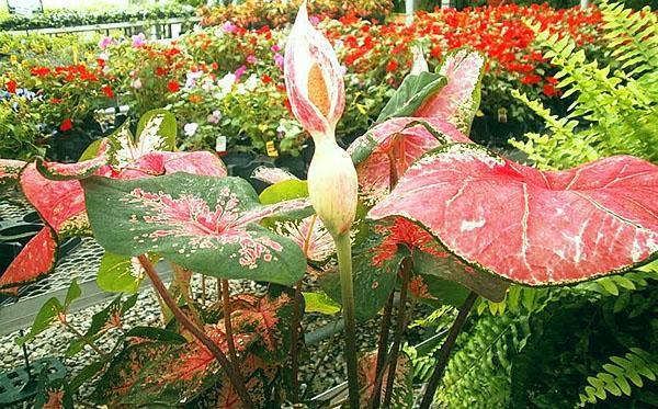 Floraciones de Caladium