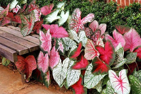 Caladium de diferentes variedades en el diseño del paisaje.