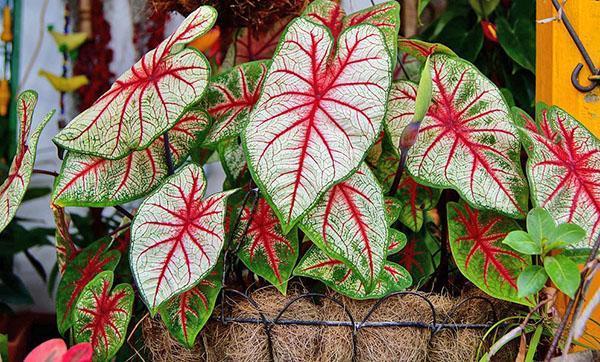 Caladium abigarrado ama los lugares brillantes.