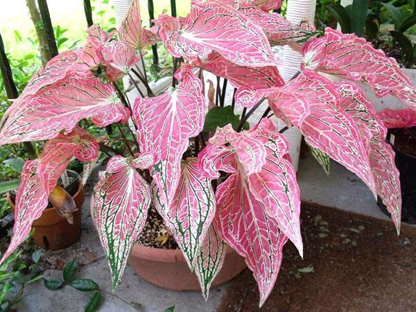 L'apparence du caladium est affectée par l'humidité de l'air.