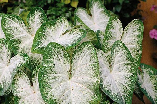 Caladium necesita mucha humedad